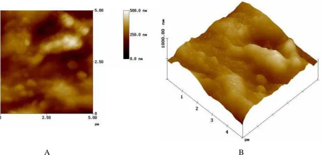 Figura 3.11. A- Imagem MFA de relevo da face luminal da amostra 2. Cores escuras         determinam fossos e cores claras determinam picos