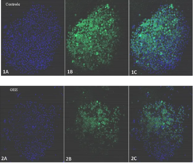 Figura  4–Imagens  representativas  da  microscopia  confocal  de  ilhota  isoladas  na  ausência  (Controle,  1A  a  1C)  ou  na  presença  (GEE)  de  glutationa-etil-éster  (GEE,  2A  a  2C)  coradas  com  carboxi-H 2 DCFDA