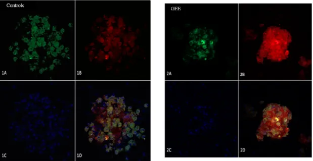 Figura  6:  Imagens  representativas  da  microscopia  confocal  de  ilhota  isolada  na  ausência  (Controle,  1A  a  1D)  ou  presença  (GEE,  2A  a  2D)  de   glutationa-etil-éster(GEE)e  coradas  com  JC-1