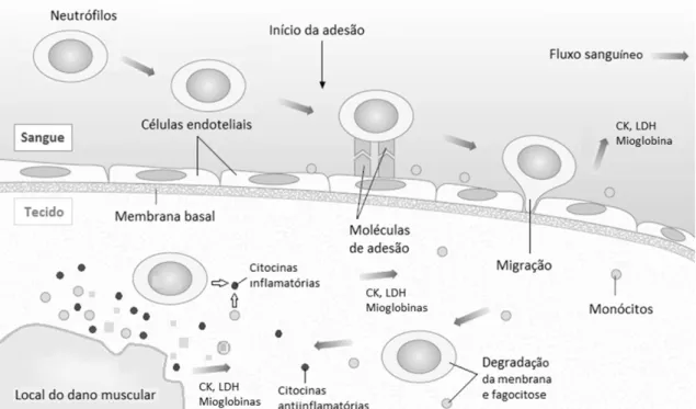 Figura 2  –  Processo inflamatório agudo causado pelo dano muscular induzido pelo  exercício