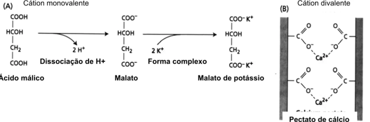 Figura 2 - Exemplos de complexos (iônicos) eletrostáticos. (A) o cátion  monovalente K +  e malato formam o complexo malato de potássio