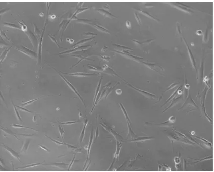 Figura 6-   Característica  morfológica  de  fibroblastos  das  células-tronco  mesenquimais humanas vistos ao microscópio com aumento de 100x 