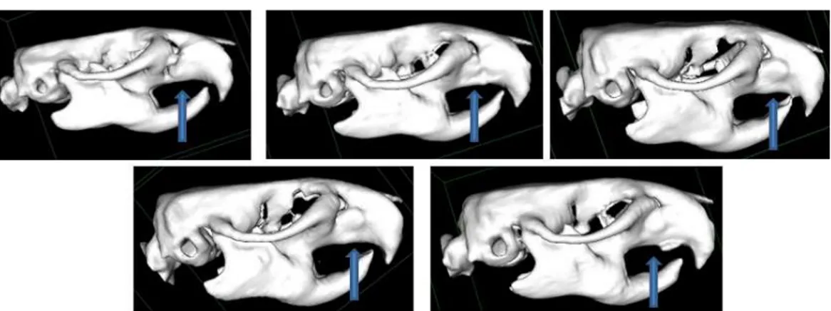 Figura 12- Exames  de  tomografia  computadorizada  nos  animais  do  grupo  1  após  8  semanas da cirurgia