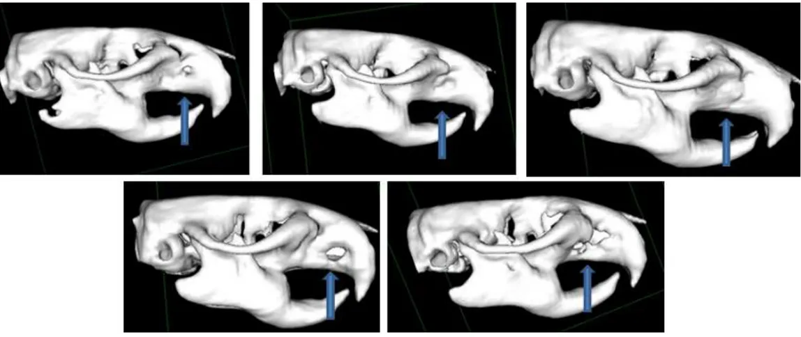 Figura 13-  Exames de tomografia computadorizada nos animais do grupo 2 após 8  semanas da cirurgia