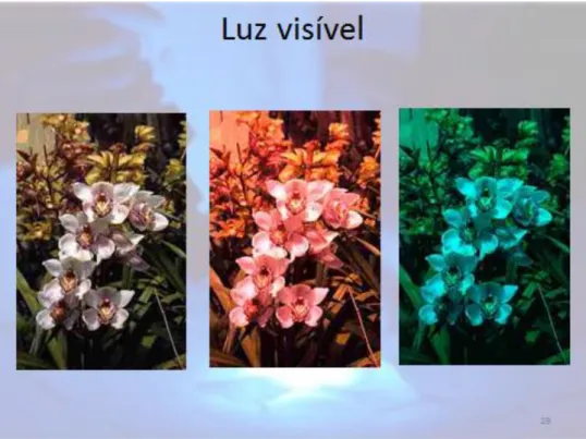 Figura 29 – Luz Visível