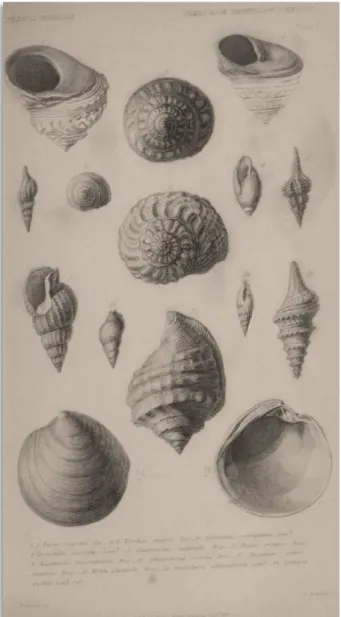 Figura 2.1 – Principles of Geology, Vol. III, est. I, representando gastrópodes pliocénicos selecionados  por Deshayes in L YELL , 1833