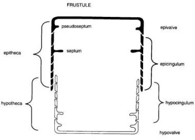 Figure 1.1 - Gross morphology of the frustule in cross section view. (Hasle et al., 1996)