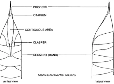 Figure 3.1 - General morphology of Rhizosolenia spp. (Hasle et al., 1996). 