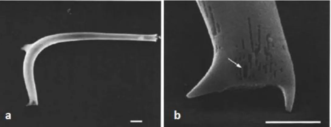 Figure  3.3  –   SEM  images  of  Proboscia  curvirostris  (a)  and  its  distal  end  (b)