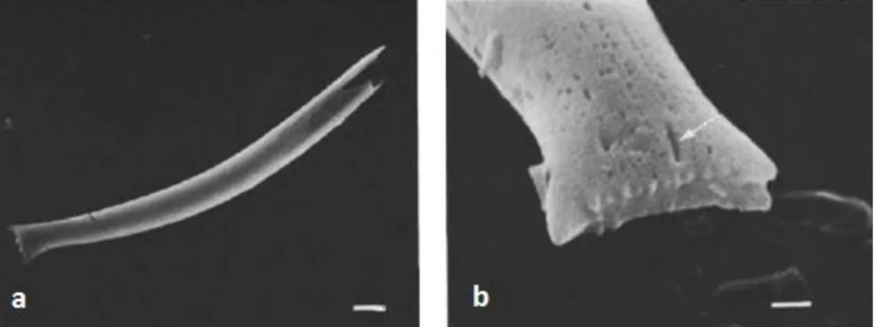 Figure  3.5  –   SEM  images  of  Proboscia  barboi  (a)  and  its  distal  end  (b).  Arrow  indicates  longitudinal slit