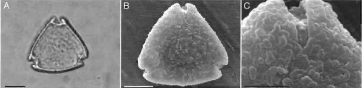 Figure  5  –  Symplocos  sp.  pollen:  A,  LM equatorial  view;  B,  SEM equatorial  view;  C,  detail  of  the  exine surface