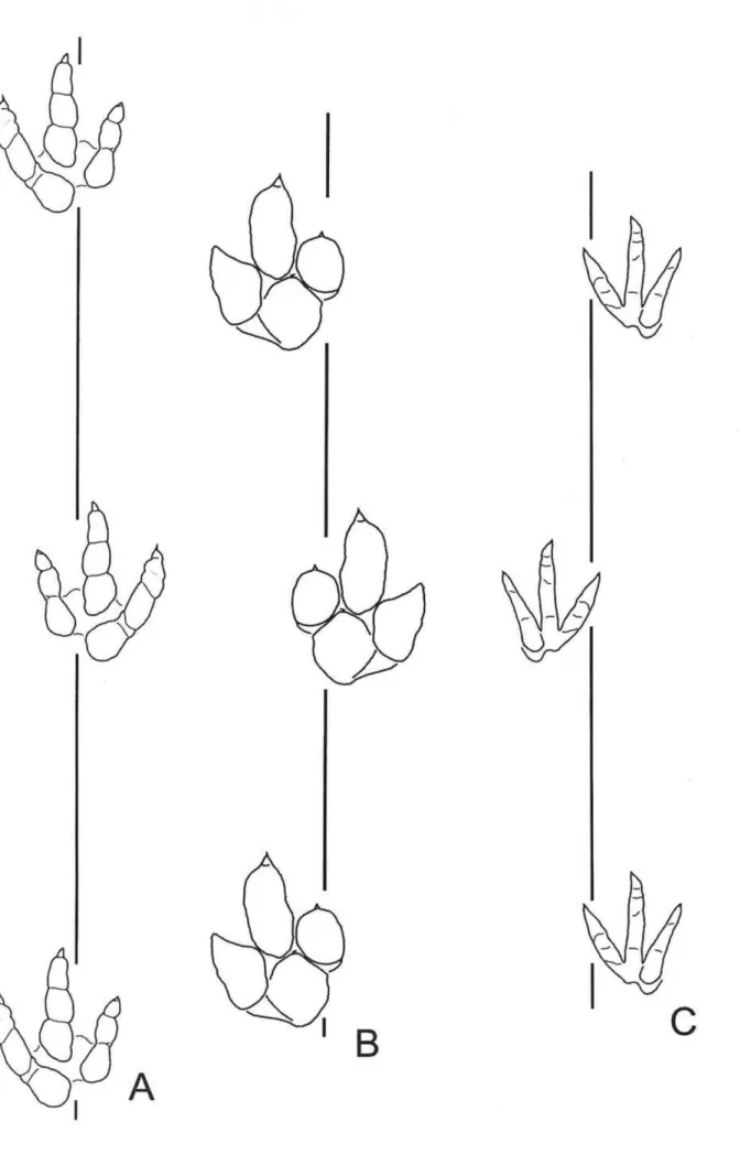 Fig. 5- Tracks at the site: A- large theropod, B- iguanodontid, and C- medium-sized theropod (same scale).