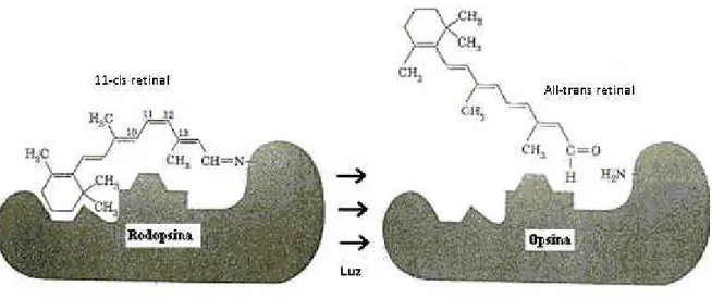 Figura 8: Absorção de um fóton pela rodopsina 