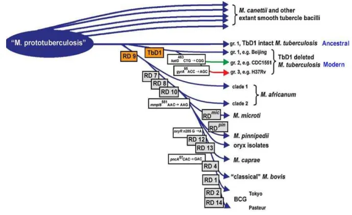 Figura 1. Esquema da via evolutiva proposto para os bacilos da tuberculose.  Esta figura  ilustra  perdas  sucessiva  de  regiões  de  diferenças  no  genoma  micobacteriano  representado pelas caixas cinzas