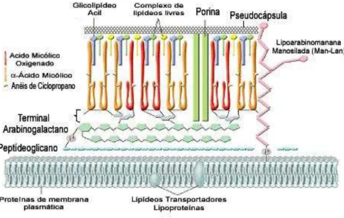 Figura 2. Representação do envelope celular de M. tuberculosis. 
