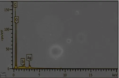 Figure 4.2  –  Topographical view of the AgNP membrane obtained by SEM and the corresponding  EDS analysis 