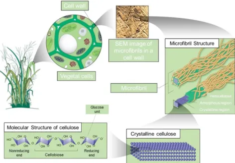 Figure 2.2 – Scheme of hierarchical and chemical structure of cellulose from vegetal origin (Adapted from [51])