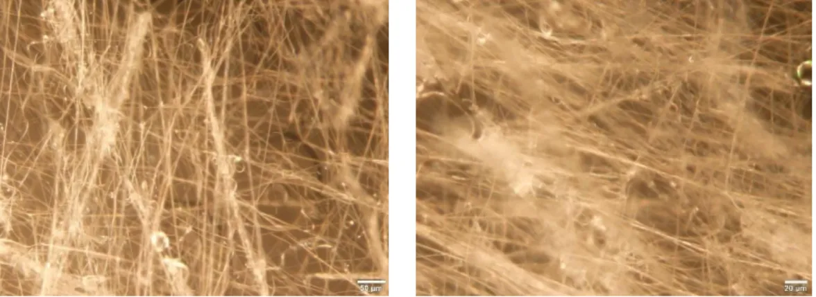 Figure 5: Optical microscopy images of a PVP membrane produced out of a 10% PVP  concentration solution