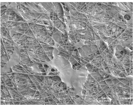 Figure 6: SEM image of a 14% pure PVP membrane. 