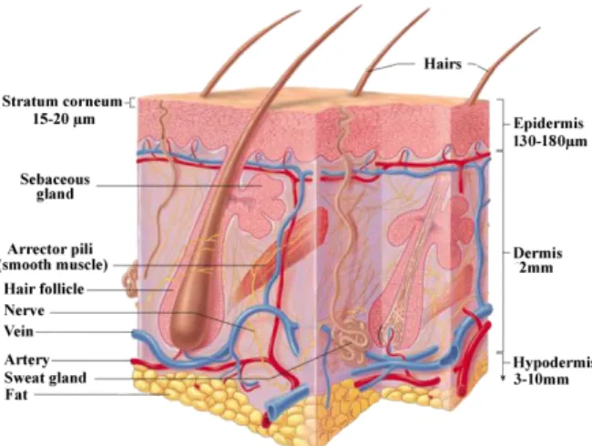 Figure 1.1: Structure of Human Skin (adapted [2]).