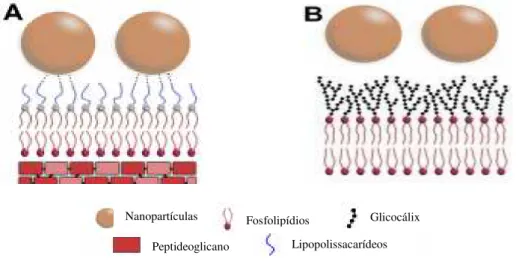 Figura 8: Interação entre nanopartículas de sílica com: (a) bactéria Gram-negativa e (b) células de mamíferos.