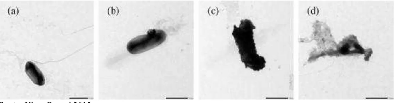 Figura 9: Microscopia Eletrônica de Transmissão de E. coli após tratamento com nanopartículas para diferentes  tempos: (a) 0 min