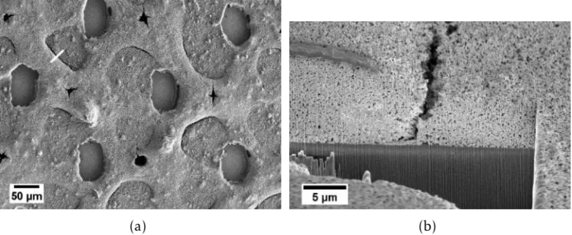 Figure 3.8: Cross section results of sample with 1000 bending cycles. The white line on (a) represents where the cross section was made and on (b) is presented the cross section image.
