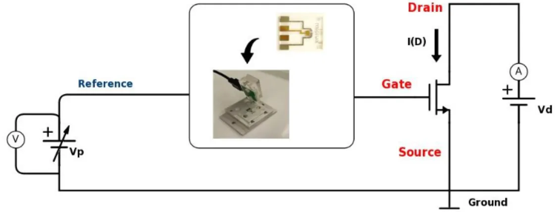 Figure 3.1 - Working principle of the BioFET sensor. A micrux electrode placed in a flow cell is connected to the  gate of a MOSFET 