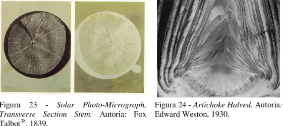 Figura  23  -  Solar  Photo-Micrograph,  Transverse  Section  Stem.  Autoria:  Fox  Talbot 38 , 1839