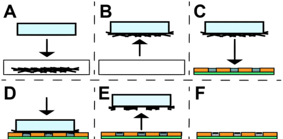 Figure 2.3 - Rubbing transfer method reported by Biswas et al. 45 . (A) represents the PDMS  (light  blue)  rubbing  step  on  CuO  NRs  and  posterior  removal,  (B)