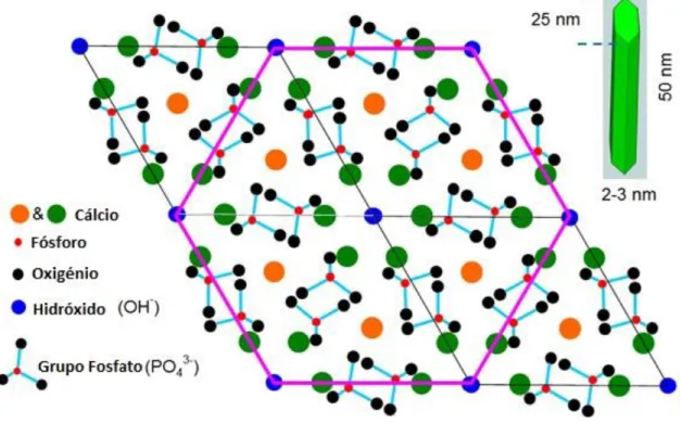 Figura 1.1 Estrutura da hidroxiapatite (adaptado de [20]). 