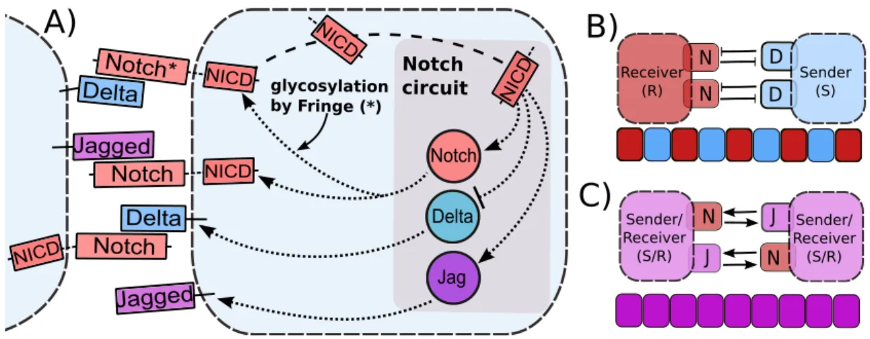 Figure 1: Overview of intra-cellular and inter-cellular Notch signaling pathway, and tissue patterning outcomes