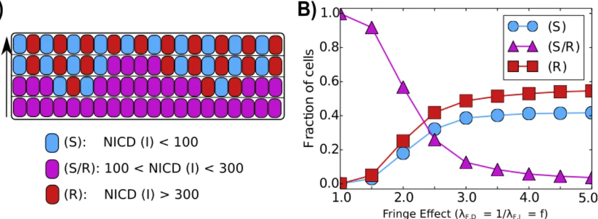 Figure 2.10: Fringe effect on tissue-level patterning. A) Representation of a one-dimensional layer of cells interacting through Notch signaling for different levels of Fringe