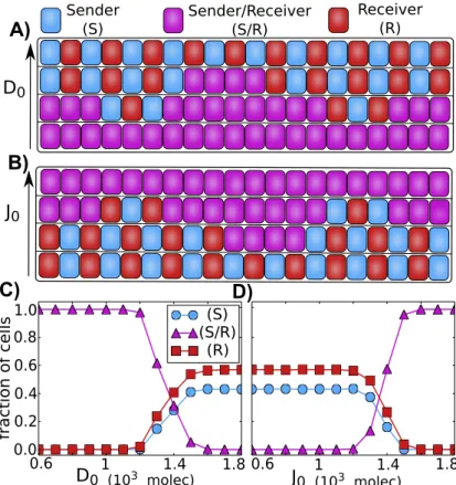 Figure 2.14: Patterning at the tissue level. A) and B) Representation an 1 dimensional layer of 20 interacting cells