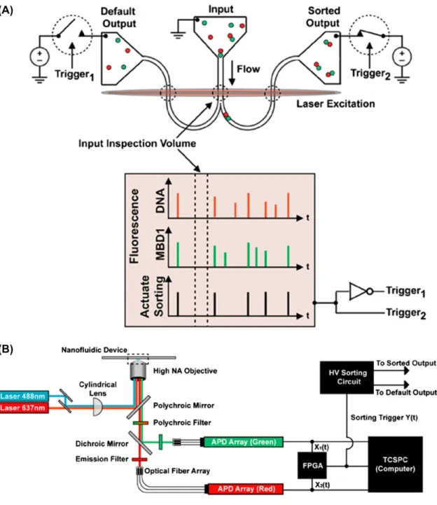 Fig.  1.13.  (A)  Principle  of  the  single  DNA  molecule  detection  and  sorting.  As  each  fluorescently  labelled molecule passed through the input inspection volume its fluorescence signature was detected,  evaluated in real time and used to actuat