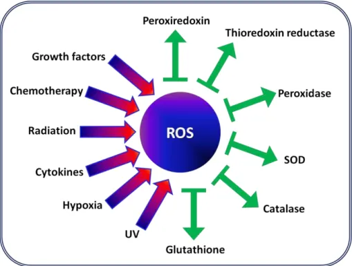 Figure  2.1:  Adapted  scheme  highlighting  the  various  activators  and  inhibitors  factors  associated  to  the  production of ROS [7]