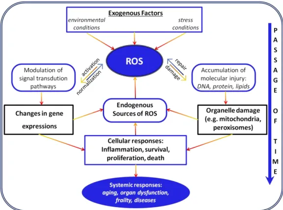 Figure  2.2:  Adapted  scheme  showing  the  proposed  mechanisms  for  ROS  production  and  their  contribution to the aging process [14]