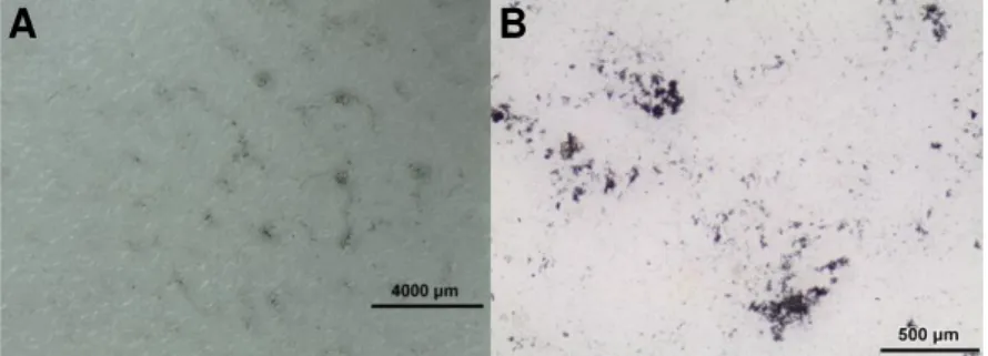 Figure  4.15  –  A)  Photograph  of  the  film  deposited  by  spray  coating.  B)  Optical  microscopy  image from the same film