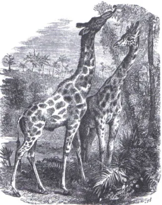 Figura 2 – As girafas de Lamarck  Fonte: DARWIN, 2004, p. 88. 