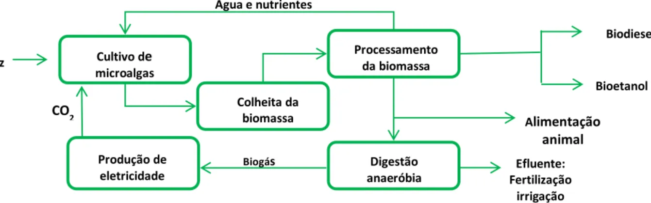 Figura  3.3.  Processo  conceitual  para  a  produção  de  biocombustível  a  partir  de  biomassa microalgal (CHISTI, 2008)