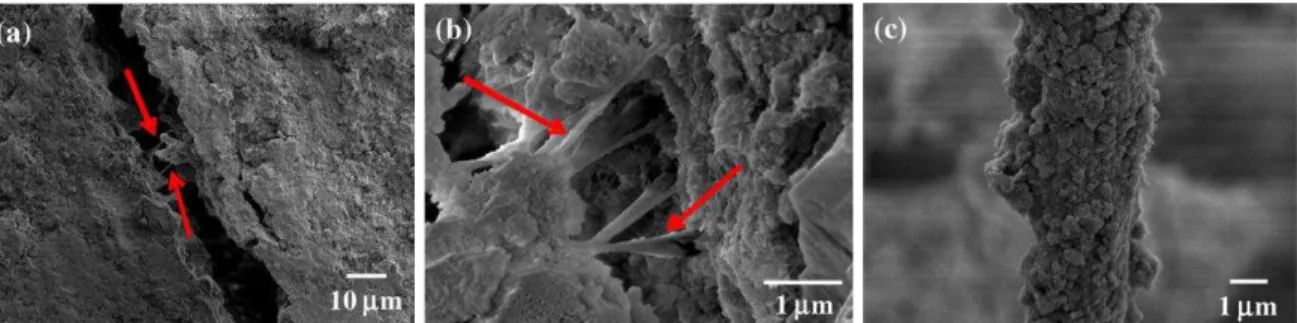 Figura  3  -  Microscopia  eletrônica  de  varredura  do  compósito  de  fosfato  de  cálcio  e  fibras  colágenas bovinas: (a) fibras colágenas ainda aderidas as partes separadas por ensaio de  compressão; (b) fibras colágenas entremeadas na matriz do cim