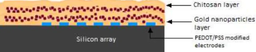 Figure  4  –   Representation  of  the  structural  modifications  on  silicon  microelectrode  arrays