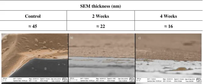 Table 3 -  Average thickness obtained by SEM for the coating over a period of a month in PBS at 37 ºC.