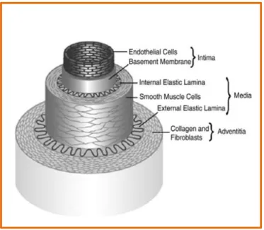 Figure 2.2: Representative illustration of the arterial wall composed by intima, media and adventitia primary layers [35].