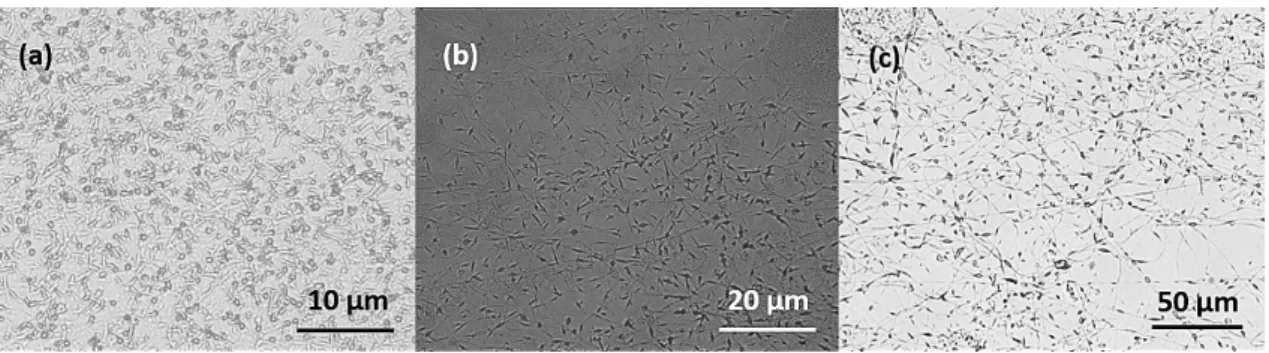 Figure 3.4 - Optical images of the representative samples with composite colloids/PEO beads using 0.4 wt