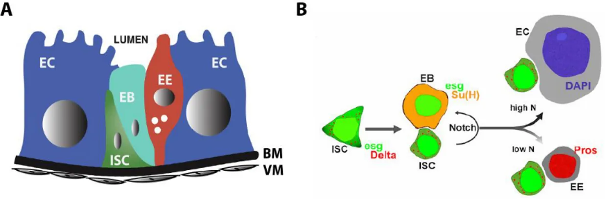 Figure 1: Stem cell niche morphology and cell lineage specification in the midgut of Drosophila melanogaster  A