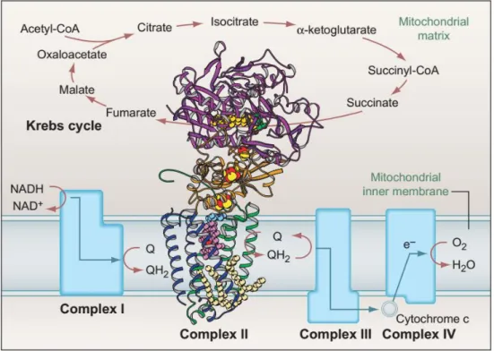 Figure 2: Krebs cycle and the electron transport chain 