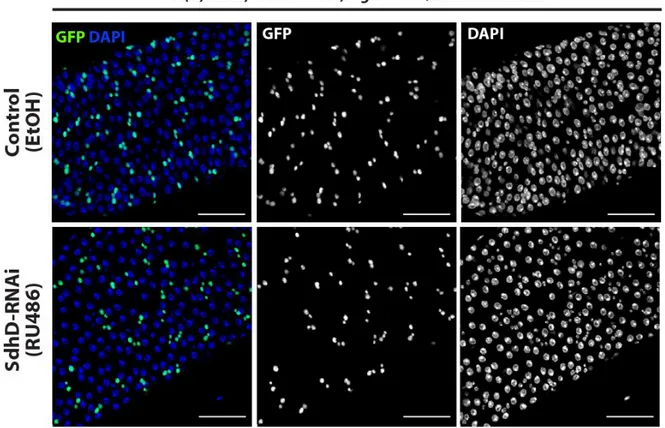 Figure 6: Effects of SdhD knockdown in progenitor cells using the 5961 GS  driver 
