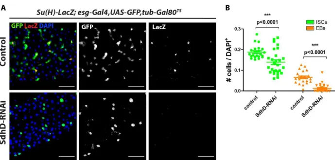 Figure 7: Effects of SdhD knockdown in progenitor cells using the esg-gal4 driver 
