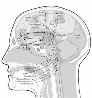Figure 2.1 The human brain flavour system (Shepherd, 2011) 